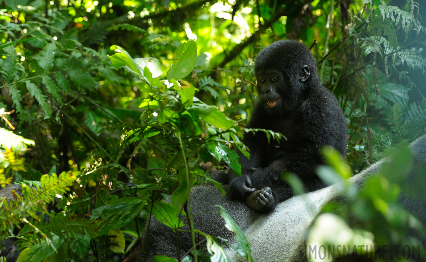 Gorilla beringei beringei [200 mm, 1/80 sec at f / 5.6, ISO 1600]